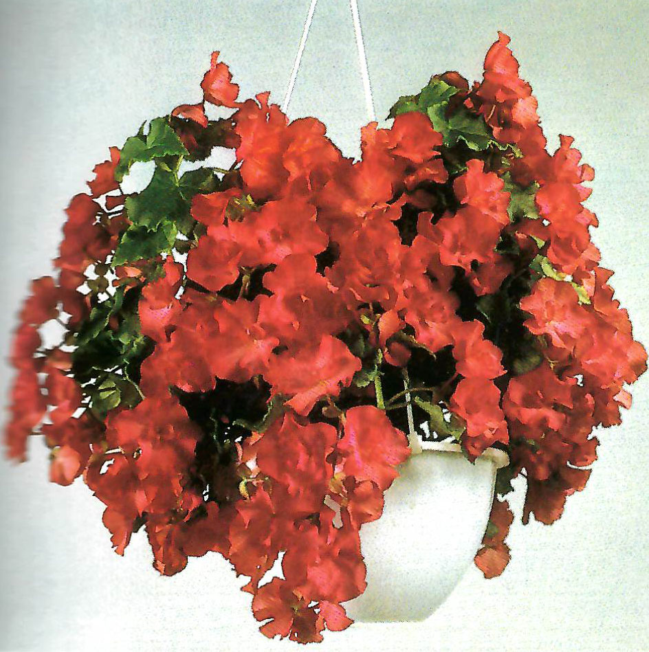 B. ‘Aphrodite Red’